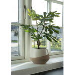 House Nordic Kunstig plante, grøn, H:60 cm